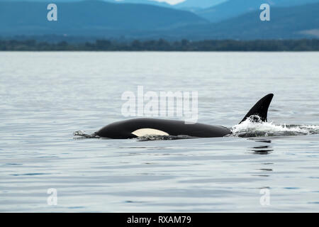 Biggs Orca (Orcinus orca), Cowichan Bay, Vancouver Island, BC Kanada Stockfoto