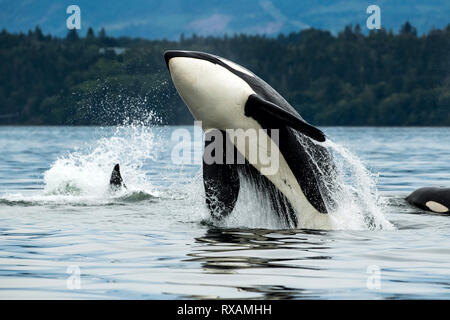 T065 A2, Biggs Orca (Orcinus orca), Cowichan Bay, Vancouver Island, BC Kanada Stockfoto