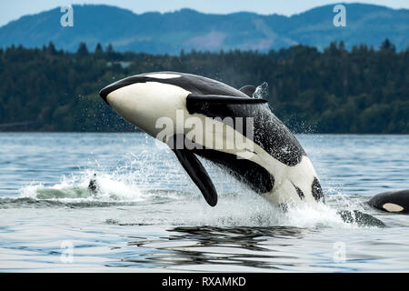 T065 A2, Biggs Orca (Orcinus orca), Cowichan Bay, Vancouver Island, BC, Kanada Stockfoto