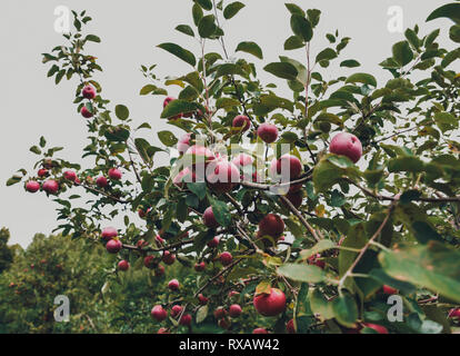Low Angle View von Äpfeln auf Bäumen gegen Himmel im Orchard Stockfoto