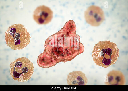 Naegleria Amöbe im Liquor, Abbildung Stockfoto