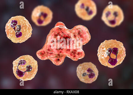 Naegleria Amöbe im Liquor, Abbildung Stockfoto