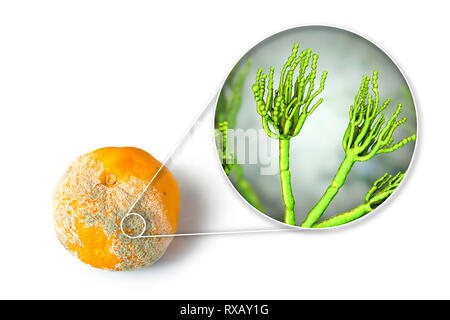 Mandarin bedeckt mit Schimmel, zusammengesetztes Bild Stockfoto