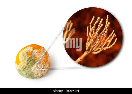 Mandarin bedeckt mit Schimmel, zusammengesetztes Bild Stockfoto