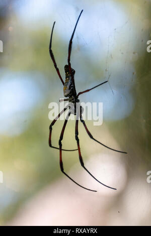 Eine Nahaufnahme Seitenansicht eines großen schwarzen orb Spider mit weißen Abzeichen auf seiner Web hoch in den Baumwipfeln Stockfoto