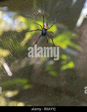 Eine Nahaufnahme Vorderansicht eines großen schwarzen orb Spider mit weißen Abzeichen auf seiner Web hoch in den Baumwipfeln Stockfoto