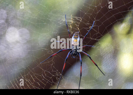 Eine Nahaufnahme Vorderansicht eines großen schwarzen orb Spider mit weißen Abzeichen auf seiner Web hoch in den Baumwipfeln Stockfoto