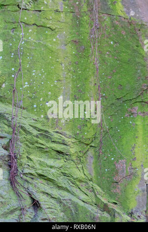 Das grüne Moos und Schimmel an der Seite eines riesigen Fels und Stein Bildung mit Baum und Pflanzenwurzeln fließen Stockfoto