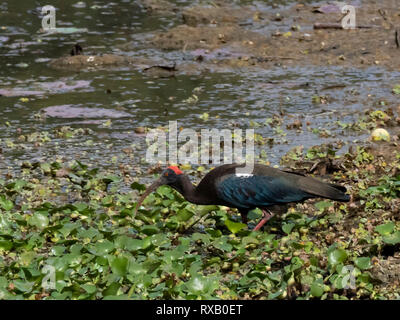 Rot-Himalaja-Ibis (Pseudibis Papillosa) Stockfoto