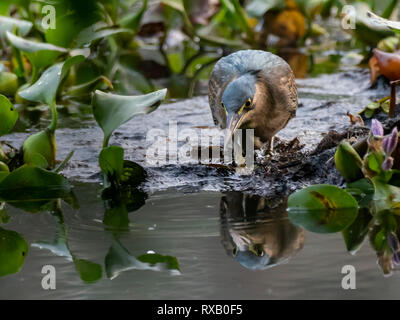 Gestreift Heron (Butorides Striata) Rasse' javanica' Stockfoto