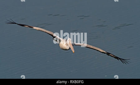 Spot-billed Pelican im Flug (Pelecanus philippensis) Stockfoto