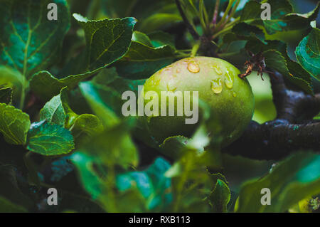 In der Nähe von nassen Granny Smith Äpfel wachsen auf Bäumen in der Regenzeit Stockfoto