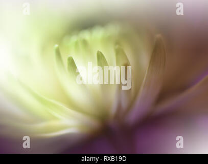 Schöne gelbe Natur Hintergrund. Floral Fantasy Design. Künstlerische abstrakte Chrysantheme Blumen. grüne Blätter. Ökologie Energie der Pflanze. Natürliche Makro. Stockfoto
