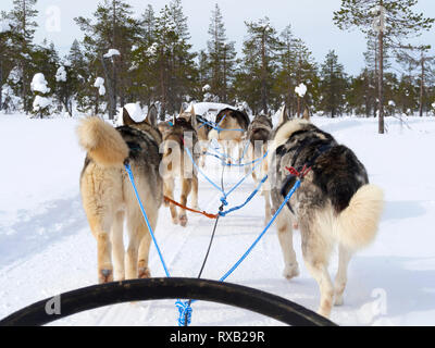 Ansicht der Rückseite des Hunde rodeln auf schneebedeckten Landschaft im Wald Stockfoto