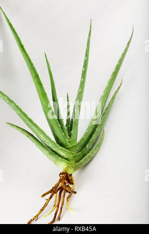 Frische organische grün Aloe Vera Pflanze in weißer Hintergrund Stockfoto