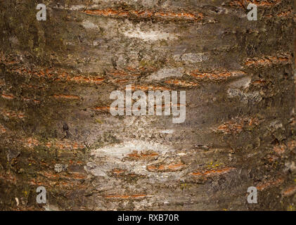 Baumrinde Textur von Prunus avium oder Wild Cherry mit glänzendes Muster Stockfoto