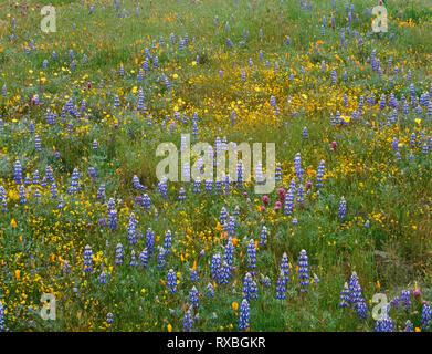 USA, Kalifornien, Coast Range Berge, Frühjahrsblüte von Douglas Lupine, Klee der lila Eule, Goldfields und Kalifornischer Mohn bei Shell Creek Valley. Stockfoto