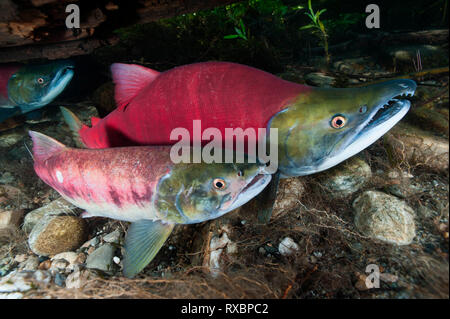 Männliche & weibliche sockeye Lachse, Oncorhynchus nerka, Adams River, Tsútswecw Provincial Park, British Columbia, Kanada Stockfoto