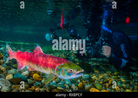 Weibliche sockeye Lachse, Oncorhynchus nerka, mit Unterwasser Fotograf, Adams River, Tsútswecw Provincial Park, British Columbia, Kanada Stockfoto