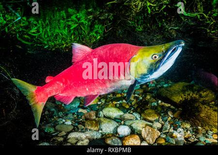 Männliche sockeye Lachse, Oncorhynchus nerka, Adams River, Tsútswecw Provincial Park, British Columbia, Kanada Stockfoto