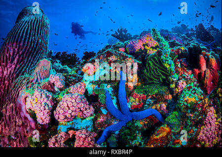 Scuba Diver Erforschung tropischer Riffe, Sombrero Island, Anilao, Philippinen Stockfoto