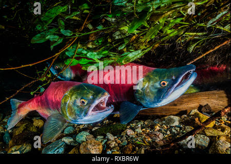 Weibliche und männliche sockeye Lachse, Oncorhynchus nerka, warten, um zu laichen, Adams River, Tsútswecw Provincial Park, British Columbia. Stockfoto