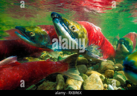 Sockeye Lachse bis Schwimmen Adams River, Oncorhynchus nerka, Adams River, Tsútswecw Provincial Park, British Columbia, Kanada Stockfoto