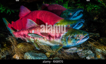 Laich sockeye Lachse, Oncorhynchus nerka, Adams River, Tsútswecw Provincial Park, British Columbia, Kanada Stockfoto