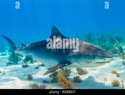 , Tiger Shark, Galeocerdo cuvier, Little Bahama Bank, Grand Bahamas, bedrohte Arten Stockfoto