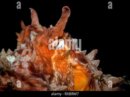 Riesige Pazifik Octopus. Enteroctopus dofleini, Gesicht, Queen Charlotte Strait, British Columbia, Kanada Stockfoto