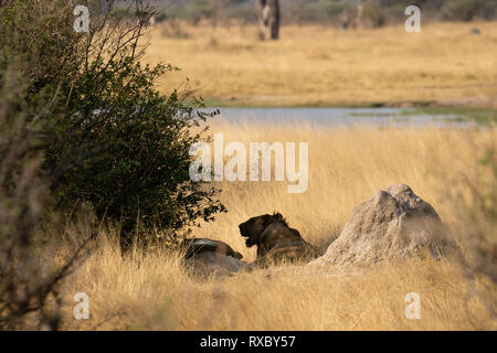 Ein junger männlicher Löwe und eine Löwin, die nach einer Jagd im Hwange National Park, Simbabwe neben einem Termitenhügel ruht Stockfoto