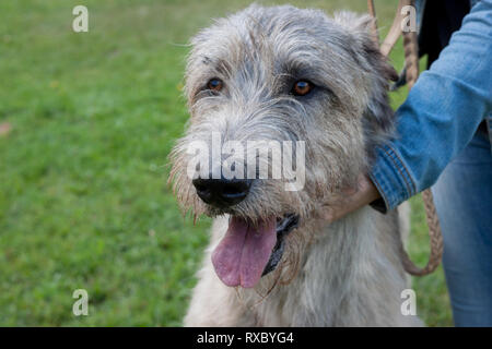 Große Irish Wolfhound mit seinem Besitzer. Close Up. Heimtiere. Reinrassigen Hund. Stockfoto