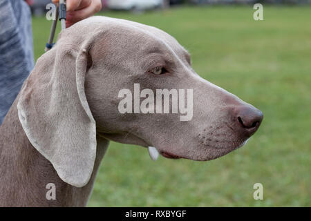 Cute grau Weimaraner vorstehhund steht auf einer grünen Wiese mit seinem Besitzer. Heimtiere. Reinrassigen Hund. Stockfoto