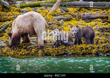 Grizzly Bär Leistungsbeschreibung mit 2 'frischen' jungen Nahrungssuche entlang der niedrigen tideline im Knight Inlet, erste Nationen Gebiet, British Columbia, Kanada Stockfoto