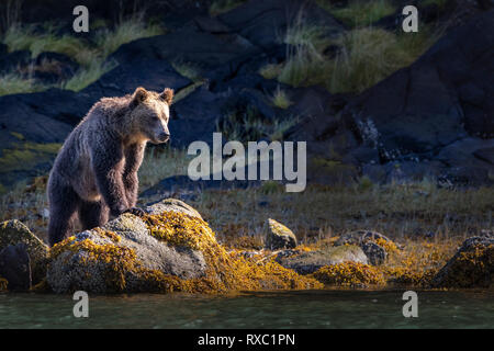 Grizzly Bär Nahrungssuche entlang der Ebbe Linie in der Nähe vom Wasser, Great Bear Rainforest, Knight Inlet, British Columbia, Kanada. Stockfoto