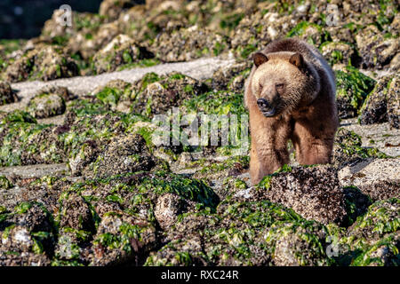 Grizzly Bär Nahrungssuche bei Ebbe entlang der tideline im Knight Inlet, erste Nationen Gebiet, British Columbia, Kanada Stockfoto