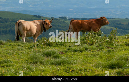 Eine Kuh trägt ein Halsband mit einer Glocke und ihr Kalb in einer wilden Natur, mit Blick auf eine weite Landschaft des Aubrac. Frankreich. Stockfoto