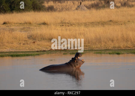 Ein Nilpferd, das in einem Pool im Hwange National Park, Simbabwe, gähnelt Stockfoto