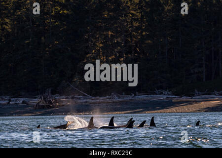 Nördliche Killerwale (A30, A42), die sich an der Küste von Malcolm Island entlang des Lizard Point an einem wunderschönen späten Nachmittag im First Nations Territory vor Vancouver Island, British Columbia, Kanada, ausruhen. Stockfoto