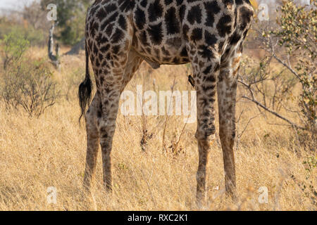 Eine Nahaufnahme einer Giraffe Körper mit einem roten Billed oxpecker auf seinem Bein in Hwange National Park, Zimbabwe Stockfoto