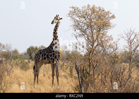 Eine einsame Giraffe aus Frame in Hwange National Park, Zimbabwe Stockfoto