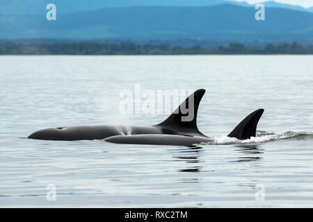 Biggs Orca (Orcinus orca), Cowichan Bay, Vancouver Island, BC Kanada Stockfoto