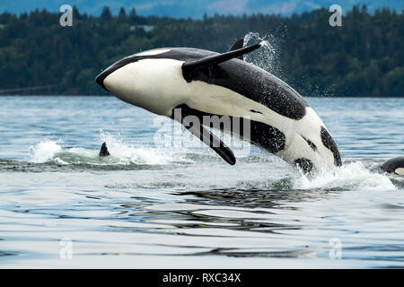 T065 A2, Biggs Orca (Orcinus orca), Cowichan Bay, Vancouver Island, BC Kanada Stockfoto