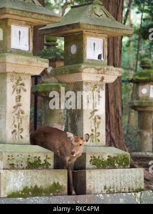 Nara, Japan - 15 Okt 2018: ein Reh steht inmitten der antiken Strukturen in der Nähe des Kasuga Grand Schrein von Nara, Japan Stockfoto