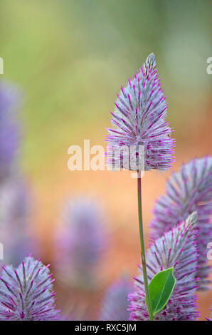 Ptilotus exaltatus Australian native Lila, Familie Amaranthaceae. Mulla Mulla von indigenen Australiern genannt. Stockfoto