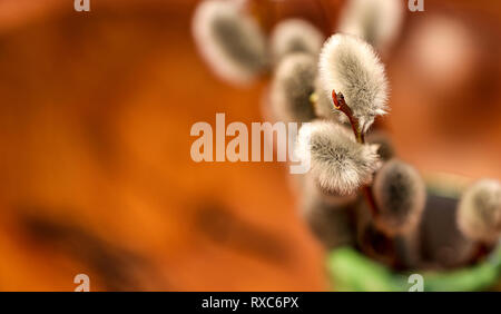 Palm Kätzchen Ostern Dekoration Frühling Symbol Stockfoto