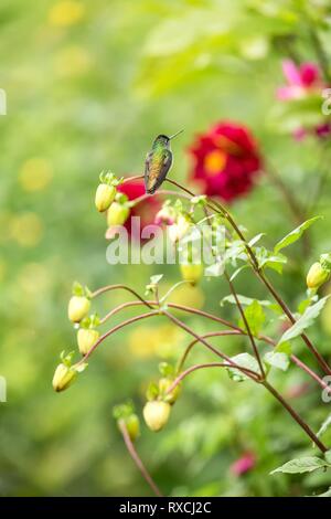 Andengemeinschaft Emerald sitzen auf Zweig, Kolibri aus tropischen Wald, Kolumbien, Vogel hocken, winzige schöner Vogel ruht auf Blume im Garten, bunte Bac Stockfoto