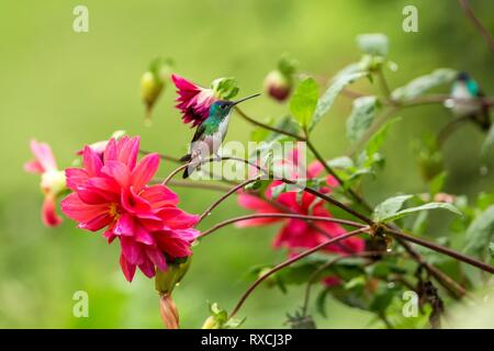 Andengemeinschaft Emerald sitzen auf Zweig, Kolibri aus tropischen Wald, Kolumbien, Vogel hocken, winzige schöner Vogel ruht auf Blume im Garten, bunte Bac Stockfoto