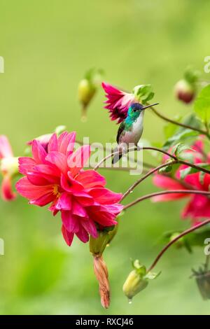 Andengemeinschaft Emerald sitzen auf Zweig, Kolibri aus tropischen Wald, Kolumbien, Vogel hocken, winzige schöner Vogel ruht auf Blume im Garten, bunte Bac Stockfoto