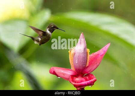 Hummingbird schwebt Neben rosa und gelbe Blume, Garten, tropischer Wald, Kolumbien, Vogel im Flug mit ausgebreiteten Flügeln, flying Kolibri sucki Stockfoto